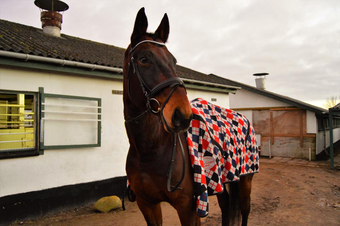 Oldenborg Nabih Adoa (himmelhest)  billede 9