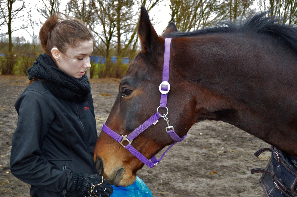 Oldenborg Nabih Adoa (himmelhest)  billede 12