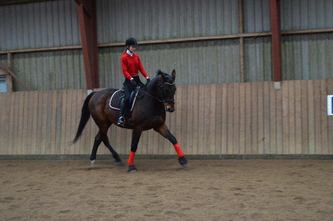 Oldenborg Nabih Adoa (himmelhest)  billede 7