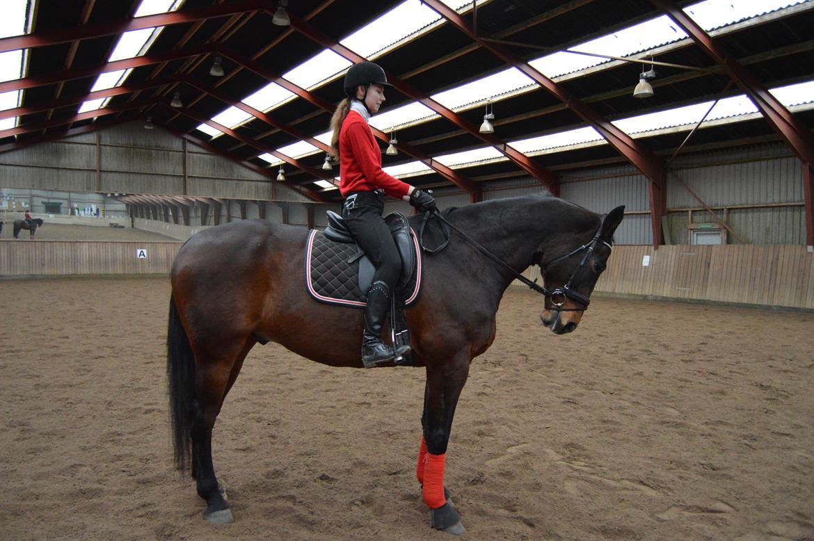 Oldenborg Nabih Adoa (himmelhest)  billede 18