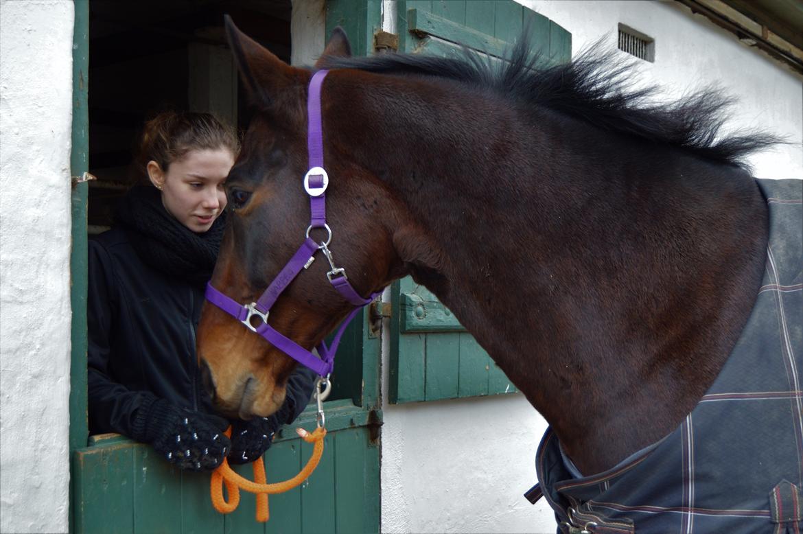 Oldenborg Nabih Adoa (himmelhest)  billede 20