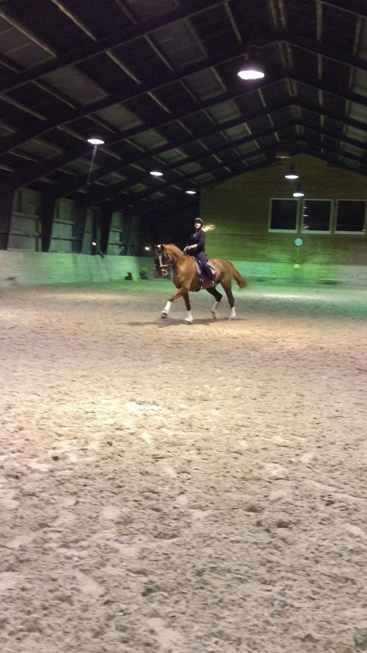 Dansk Varmblod Kildebo's Laurina billede 10