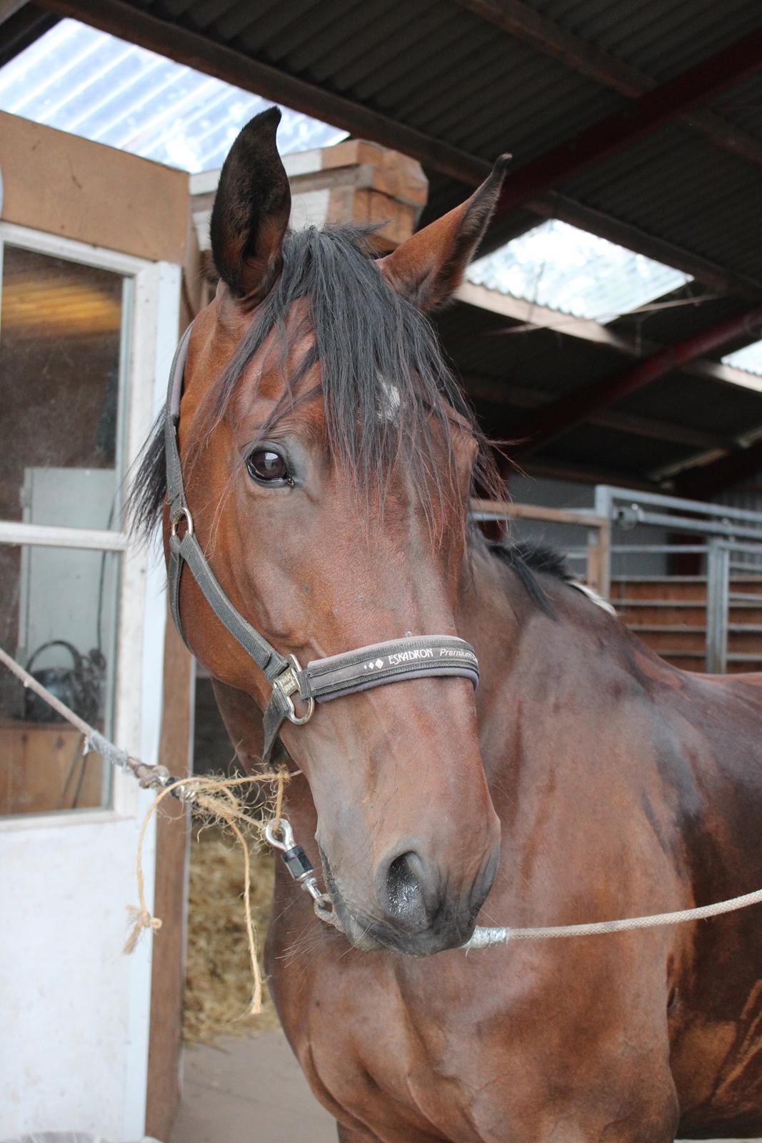 Anden særlig race Vilsbæk Flicka (Himmelhest) billede 17