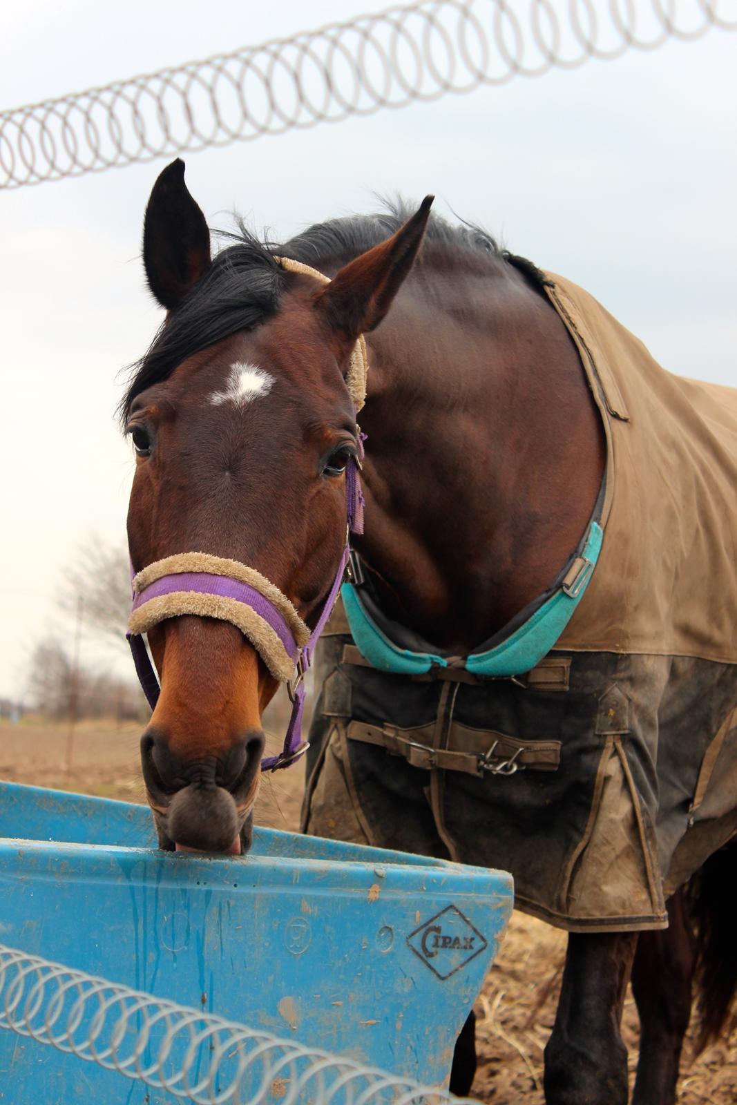 Anden særlig race Vilsbæk Flicka (Himmelhest) billede 1