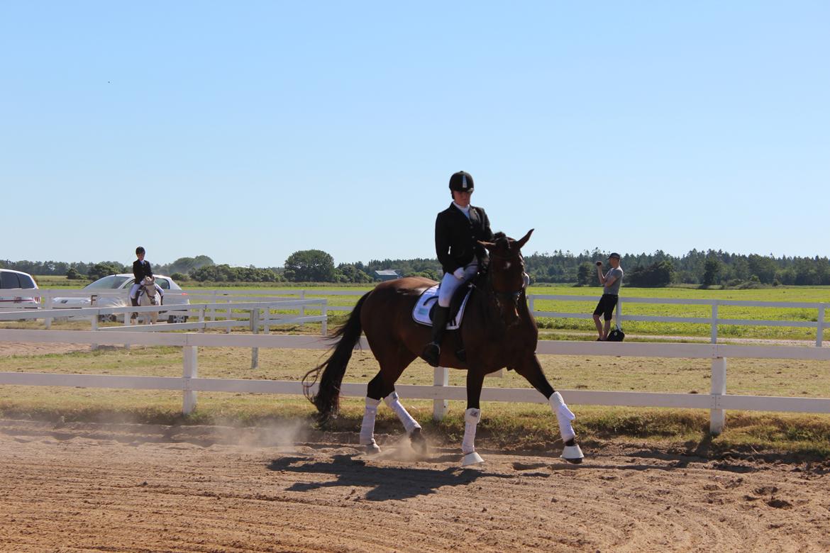 Anden særlig race Vilsbæk Flicka (Himmelhest) billede 18