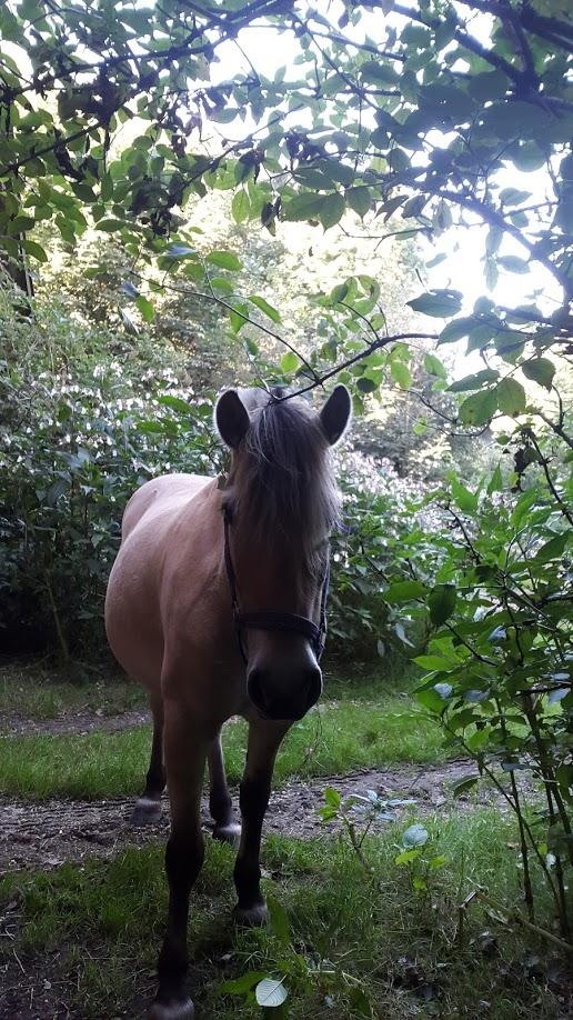 Fjordhest Nanzy billede 12