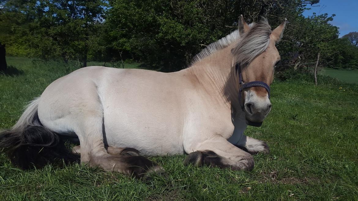 Fjordhest Nanzy billede 13