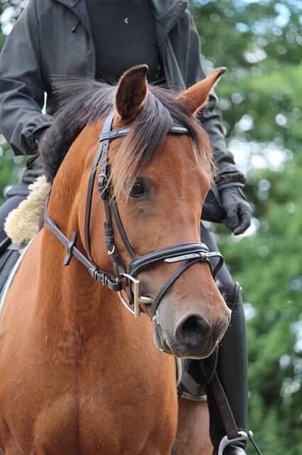 Anden særlig race Jenny billede 1