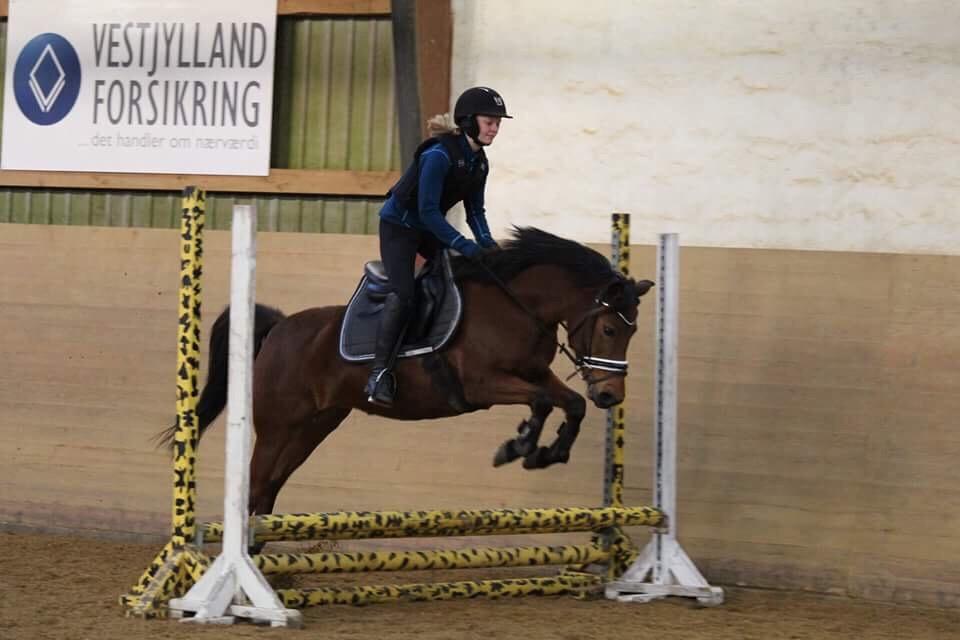 Anden særlig race Jenny billede 2