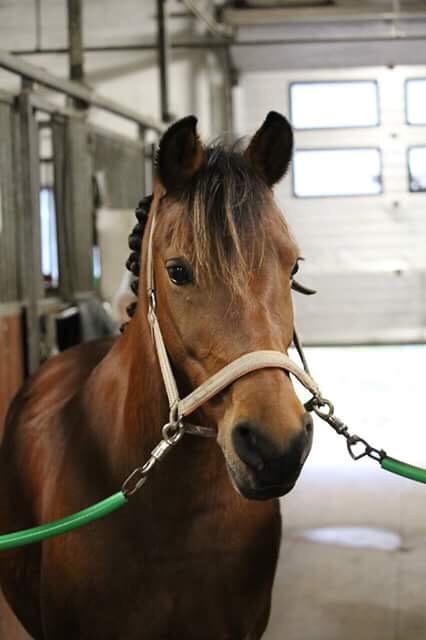 Anden særlig race Jenny billede 6