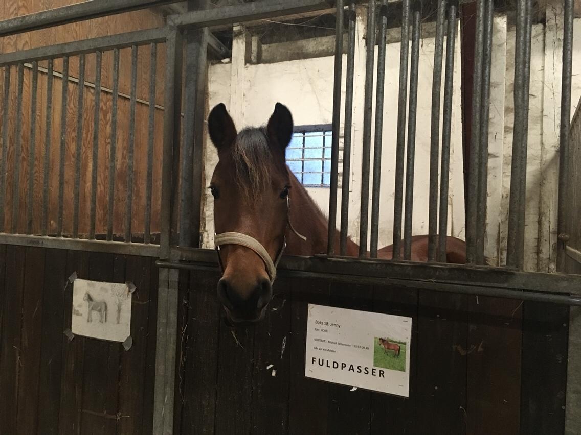 Anden særlig race Jenny billede 10