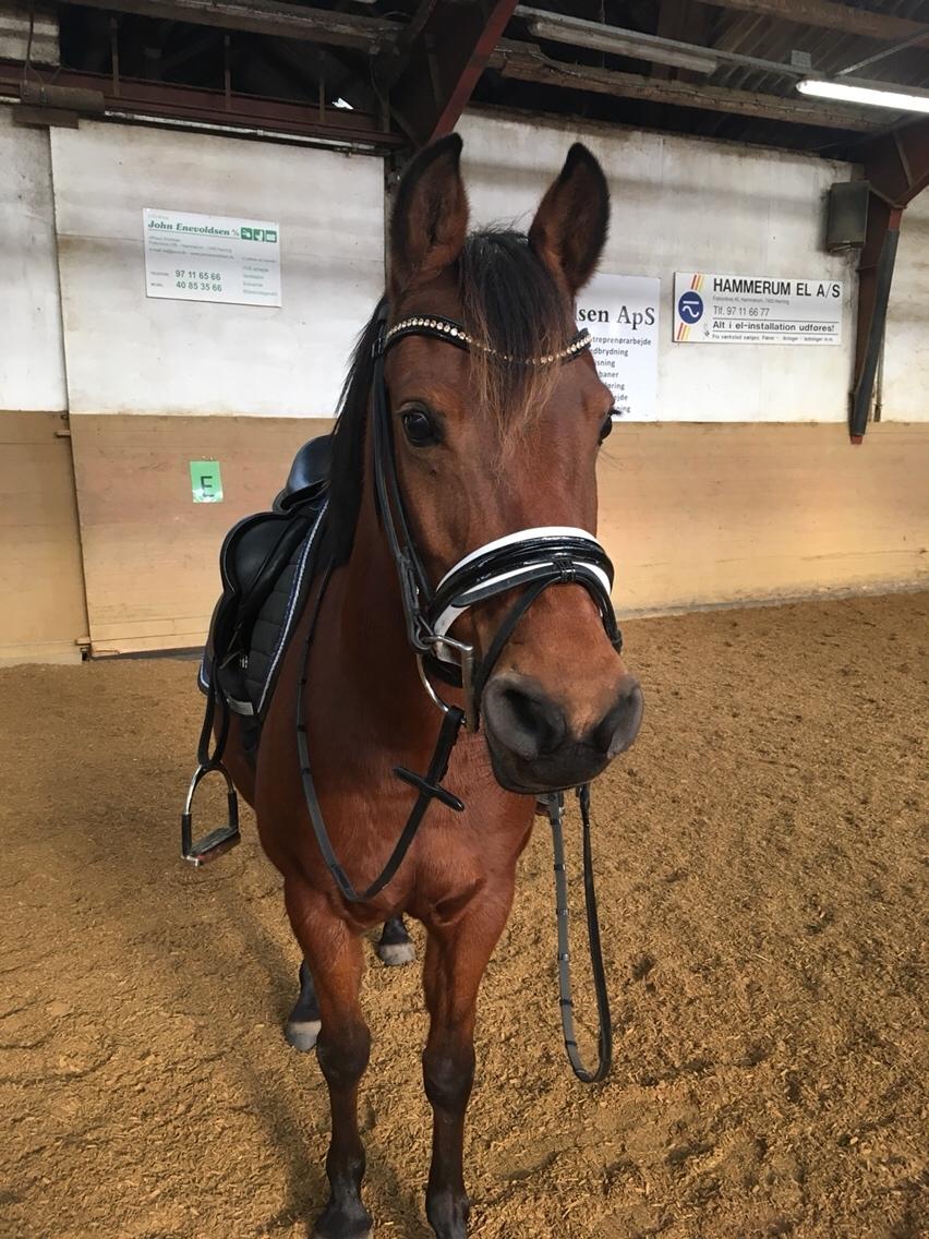 Anden særlig race Jenny billede 15