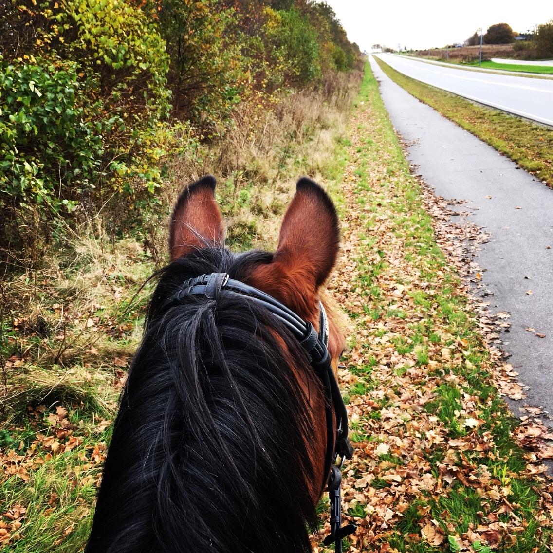 Anden særlig race Jenny billede 16