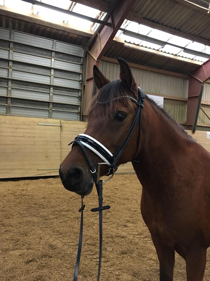 Anden særlig race Jenny billede 17