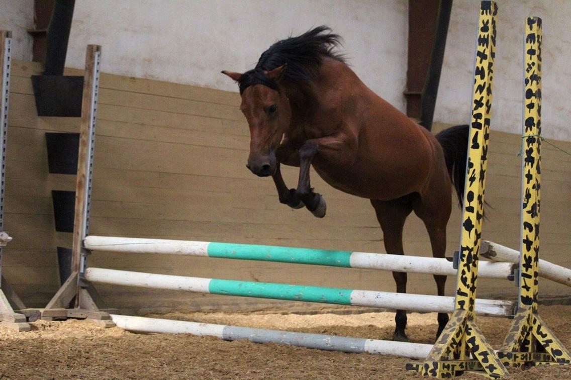 Anden særlig race Jenny billede 19