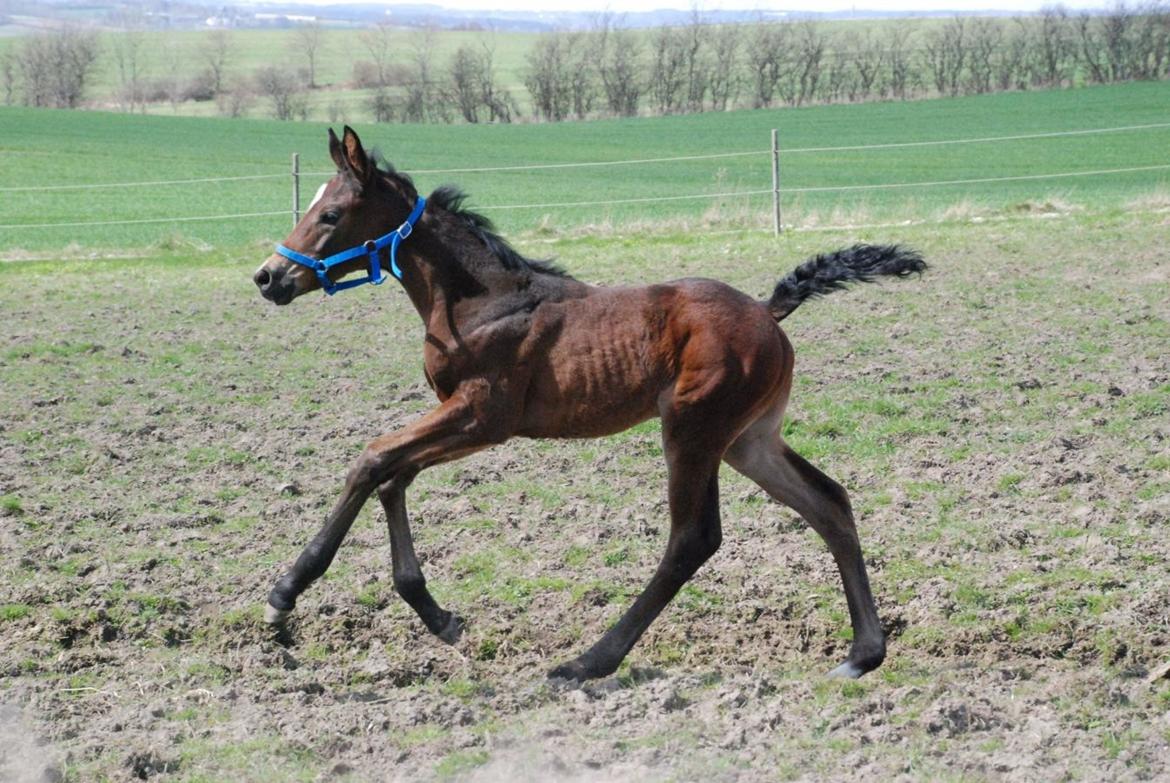 Hannoveraner Bielfire choice billede 2