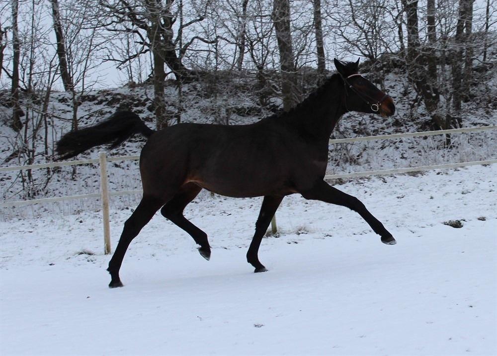 Hannoveraner Bielfire choice billede 3