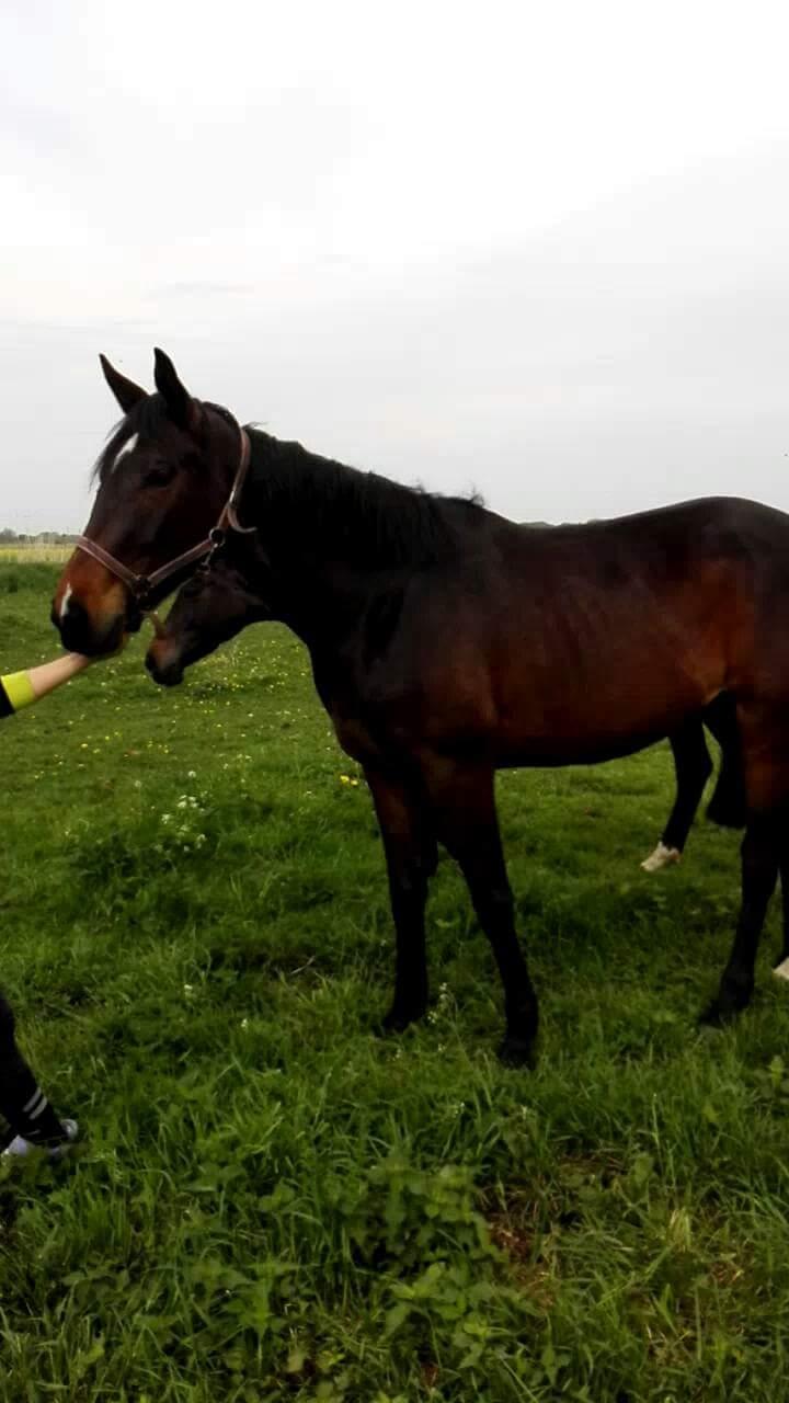 Hannoveraner Bielfire choice billede 4