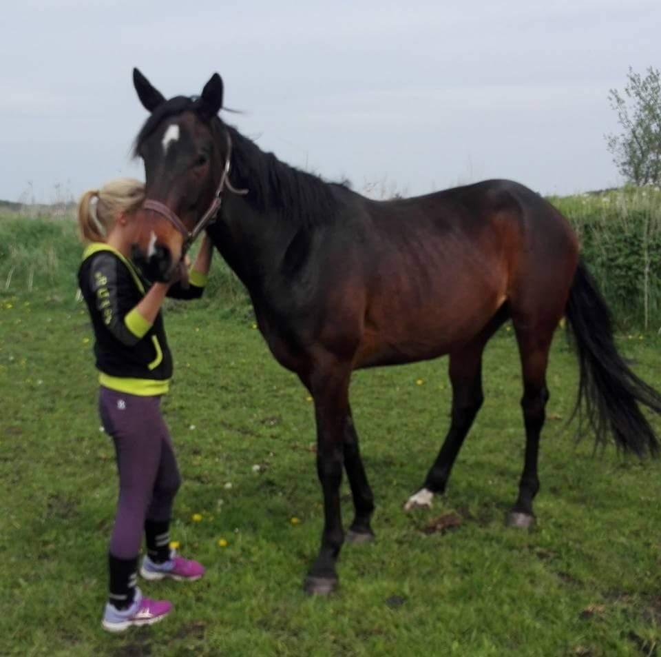 Hannoveraner Bielfire choice billede 5