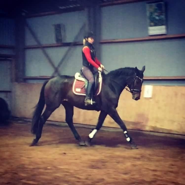 Hannoveraner Bielfire choice billede 6