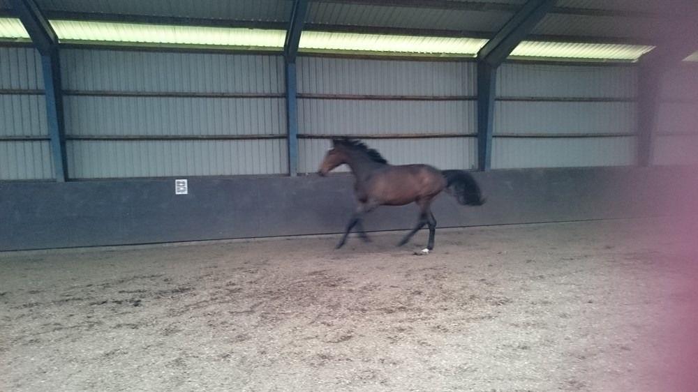 Hannoveraner Bielfire choice billede 1