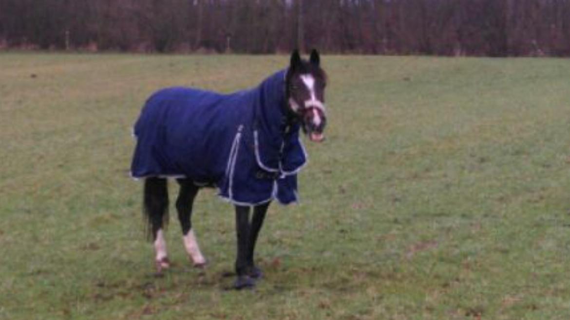 New Forest Shadow - Fjolle:-) billede 11