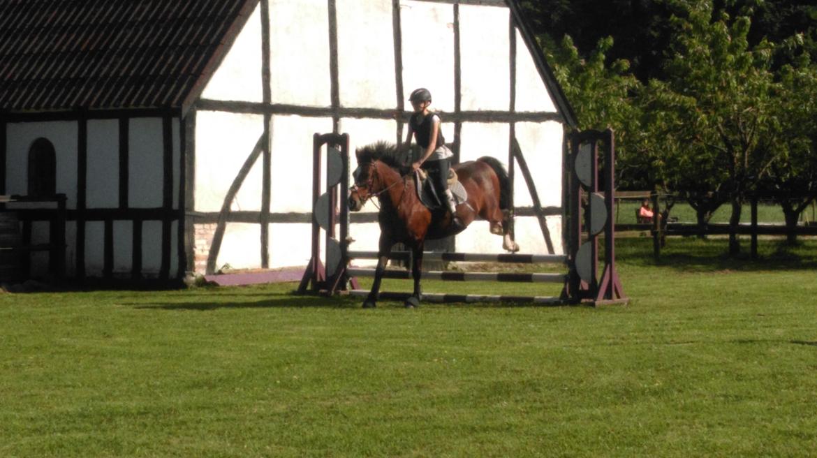 New Forest Shadow billede 10