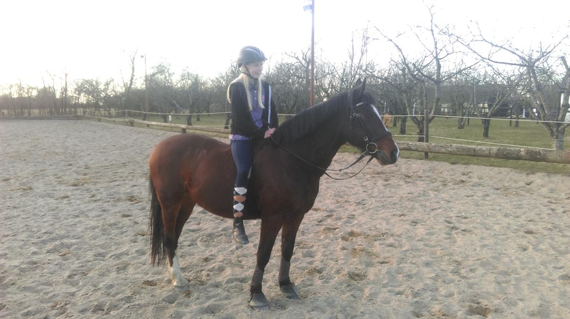 New Forest Shadow - Dejlige pony<3 billede 4