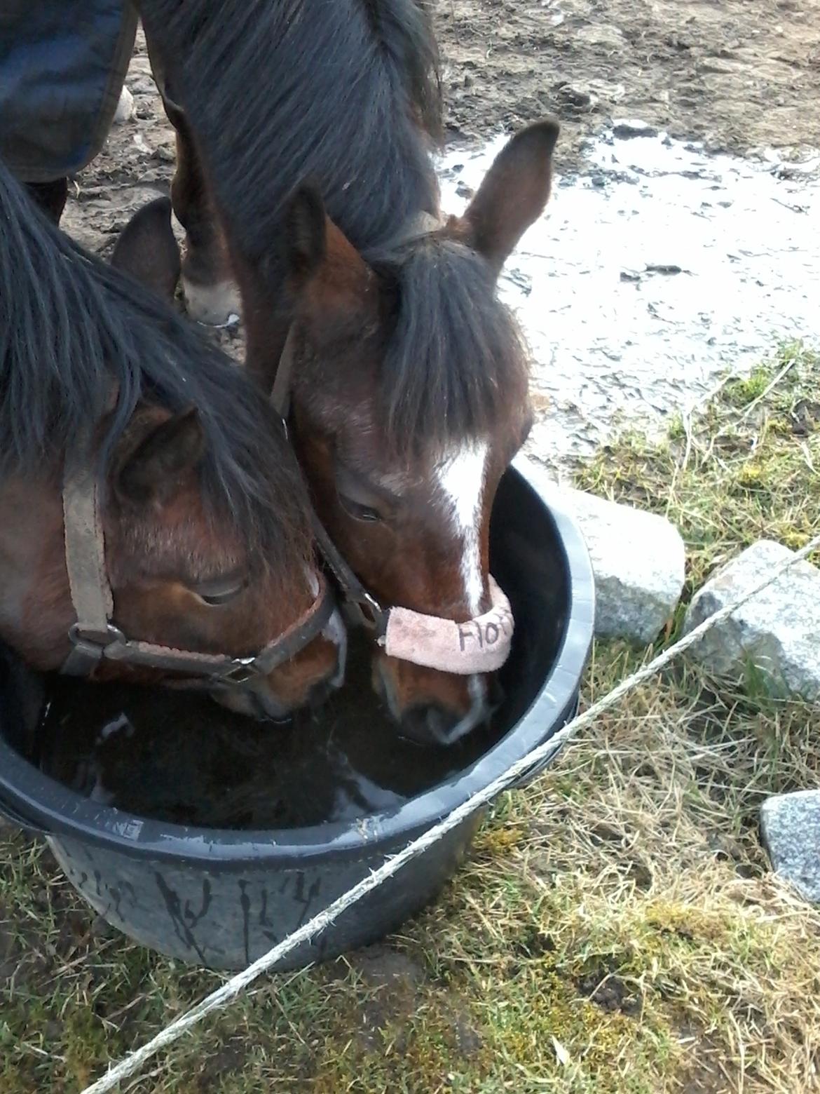 New Forest Shadow - Shadow med hans gode ven Sprit billede 3