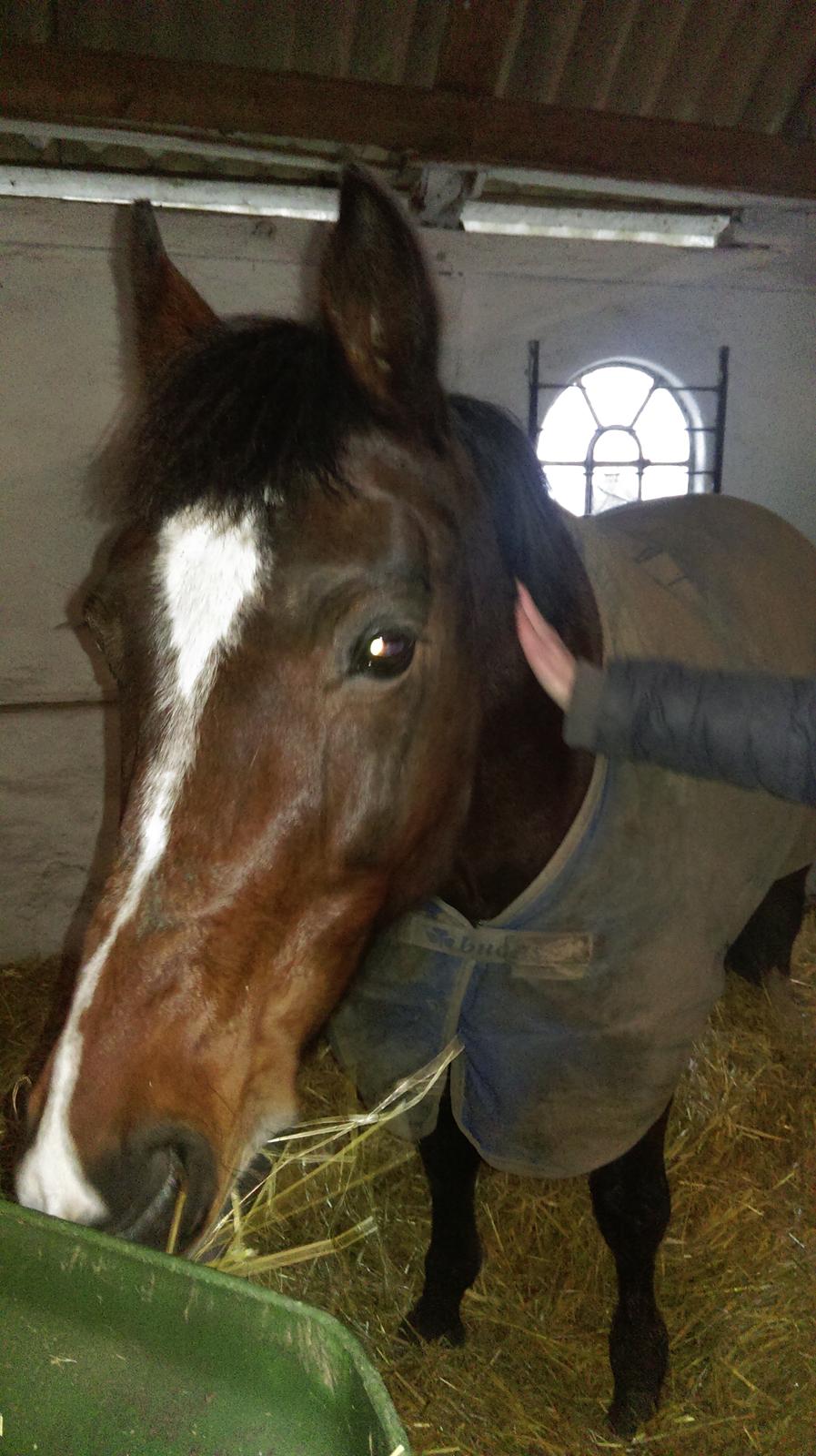 New Forest Shadow - Først dag i den nye boks! billede 2