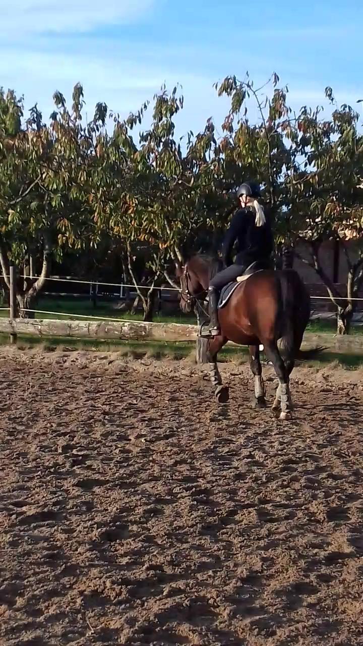 New Forest Shadow billede 14