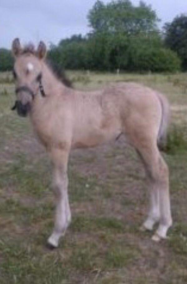 Anden særlig race Skovbjerggaards Astucia "Asti" billede 9