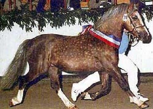 Anden særlig race Skovbjerggaards Astucia "Asti" billede 10