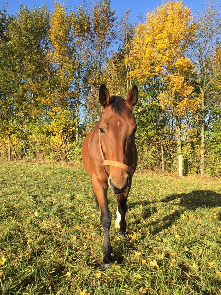 Anden særlig race Anton Årup billede 4