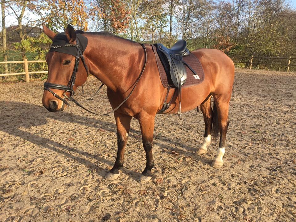 Anden særlig race Anton Årup billede 5