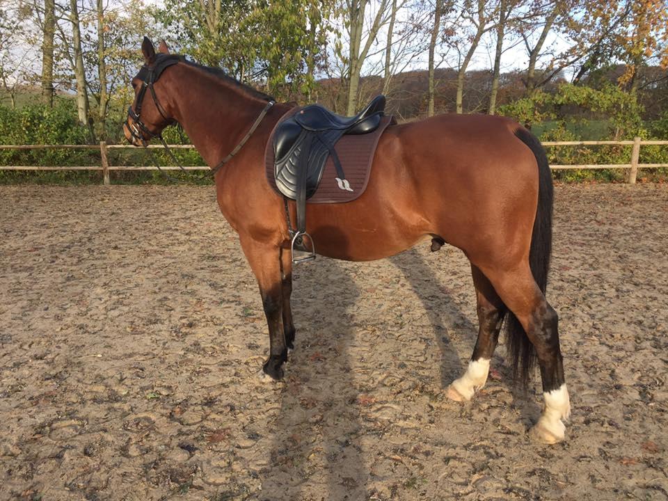 Anden særlig race Anton Årup billede 6