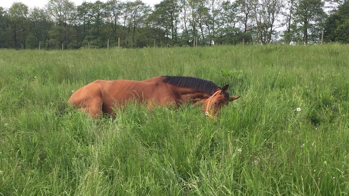 Anden særlig race Anton Årup billede 10