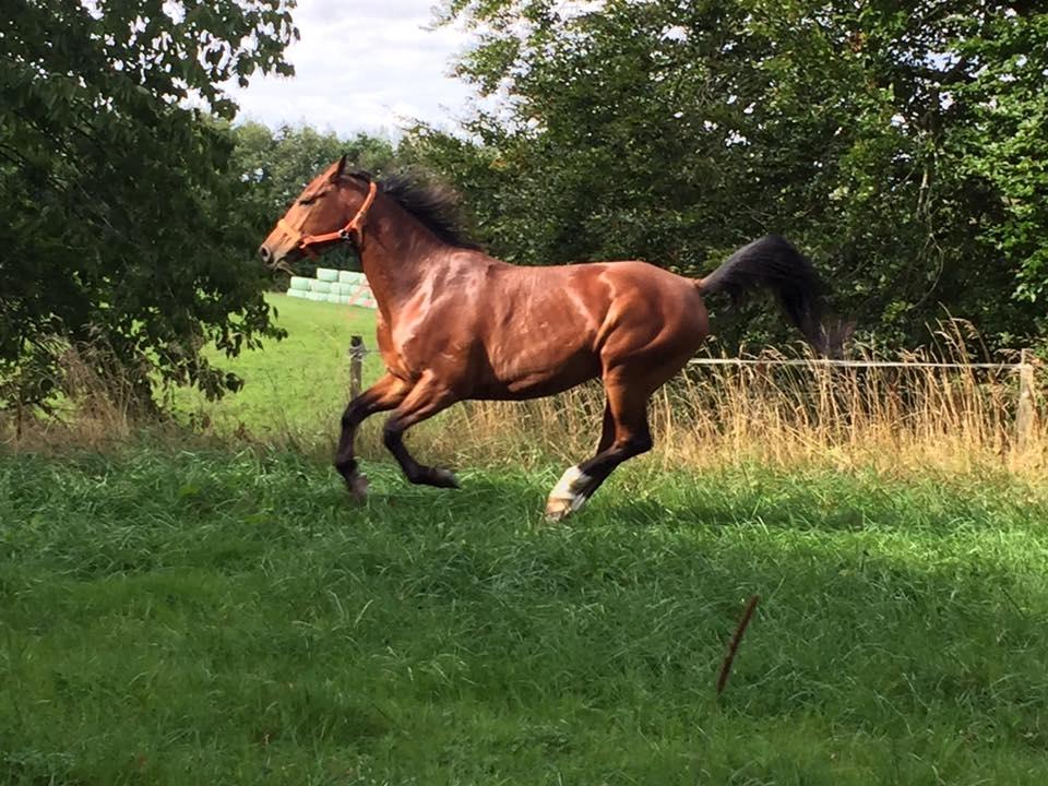 Anden særlig race Anton Årup billede 3