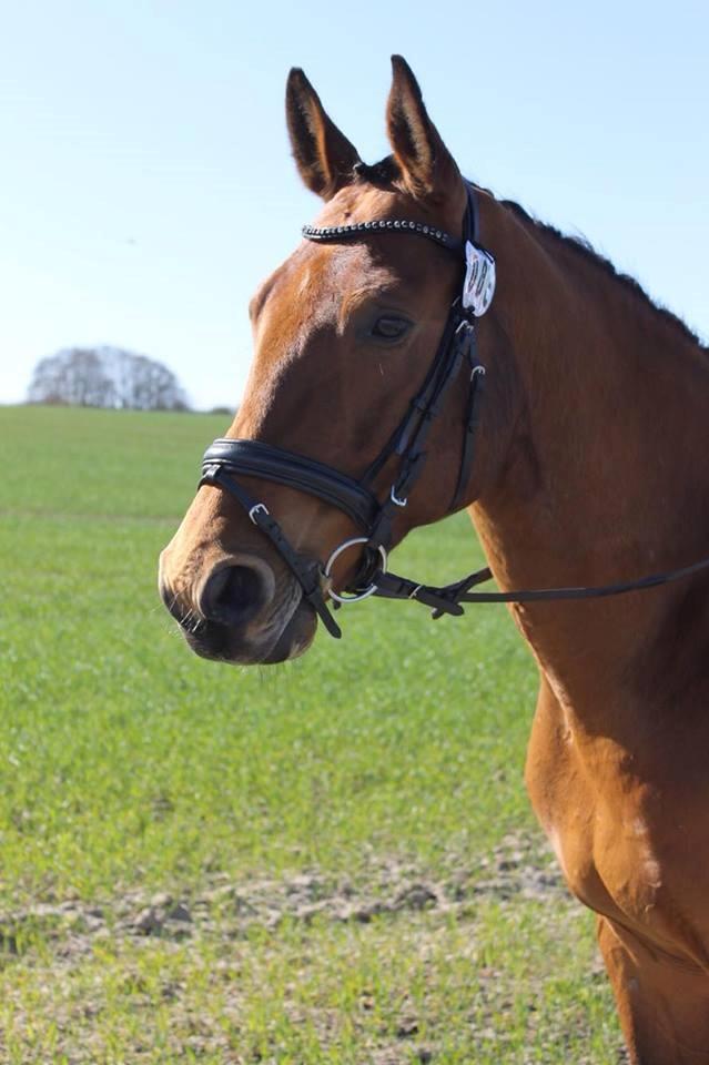 Anden særlig race Anton Årup billede 1