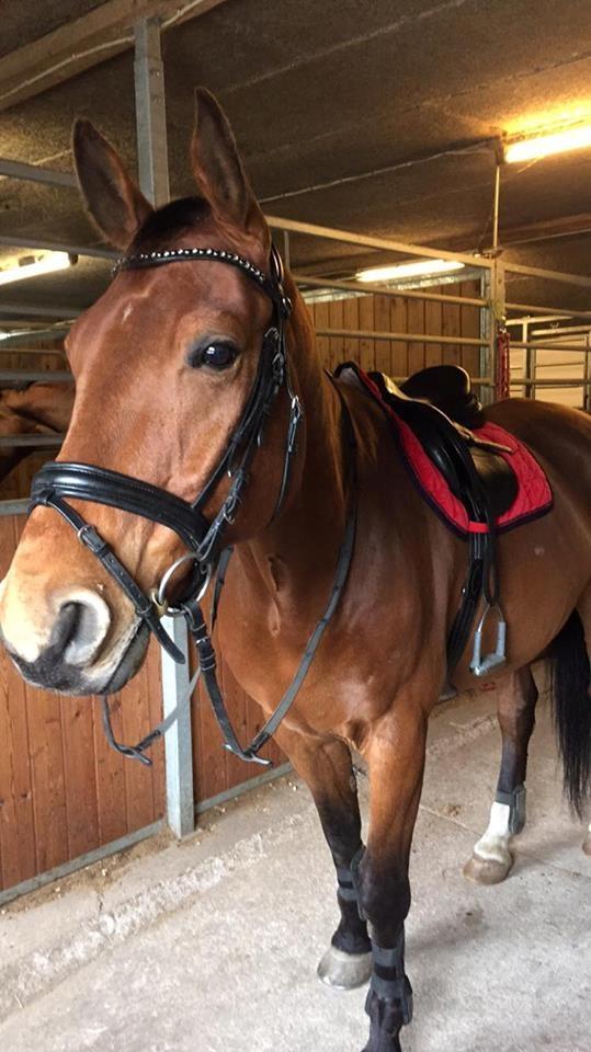 Anden særlig race Anton Årup billede 9