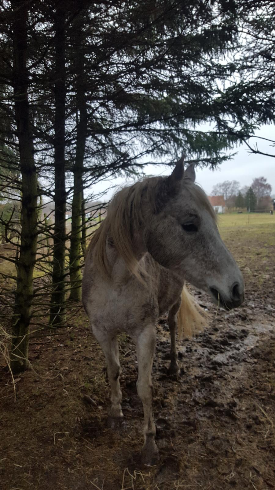 Arabisk fuldblod (OX) Tara Ox Nowita billede 13