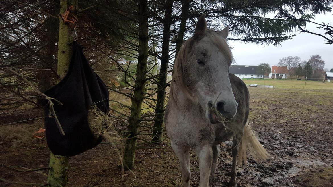 Arabisk fuldblod (OX) Tara Ox Nowita billede 14