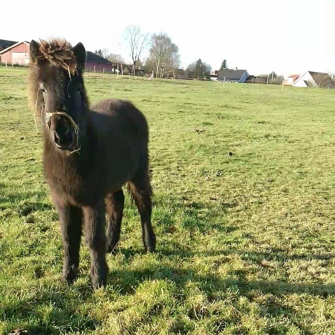 Islænder Hánótt fra Stald Blómey billede 13