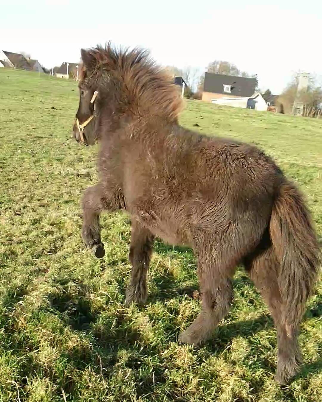 Islænder Hánótt fra Stald Blómey billede 14