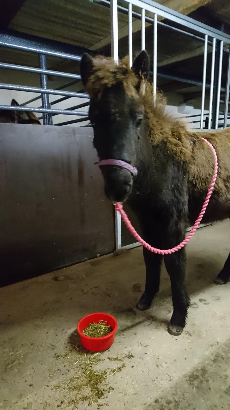 Islænder Hánótt fra Stald Blómey billede 15