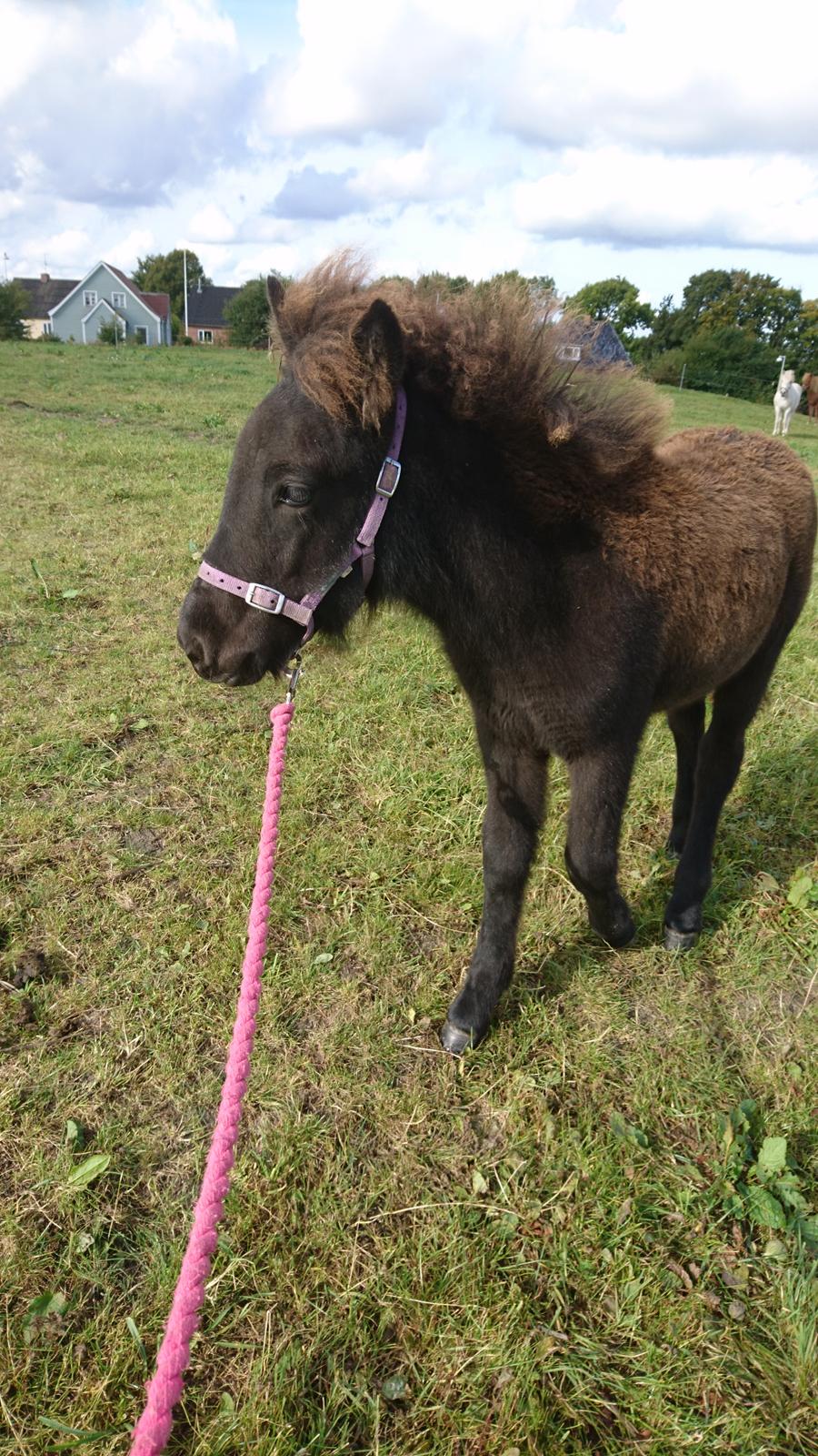 Islænder Hánótt fra Stald Blómey billede 16