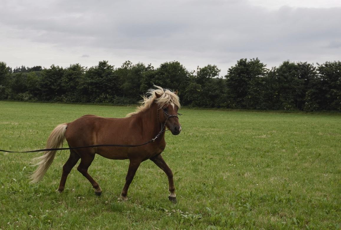 Islænder Neisti fra Lysenge - 2016 billede 18