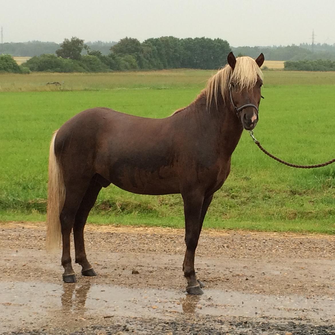 Islænder Neisti fra Lysenge - 2015 billede 19