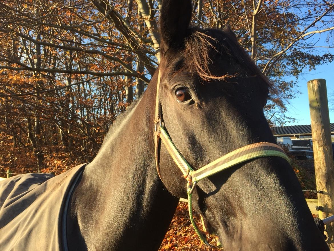 Oldenborg Balder billede 1