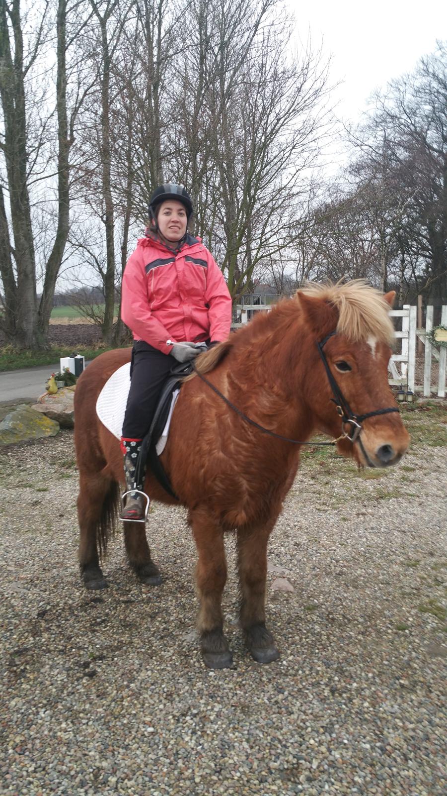 Islænder Stjarni fra Dalgården Solgt  billede 1